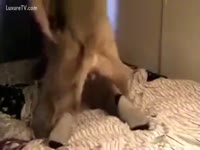 Fucked dog style by a real dog